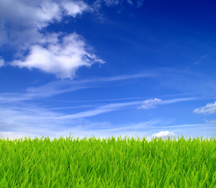 Fototapete Grüne Wiese und blauer Himmel 10 • Pixers® - Wir leben, um