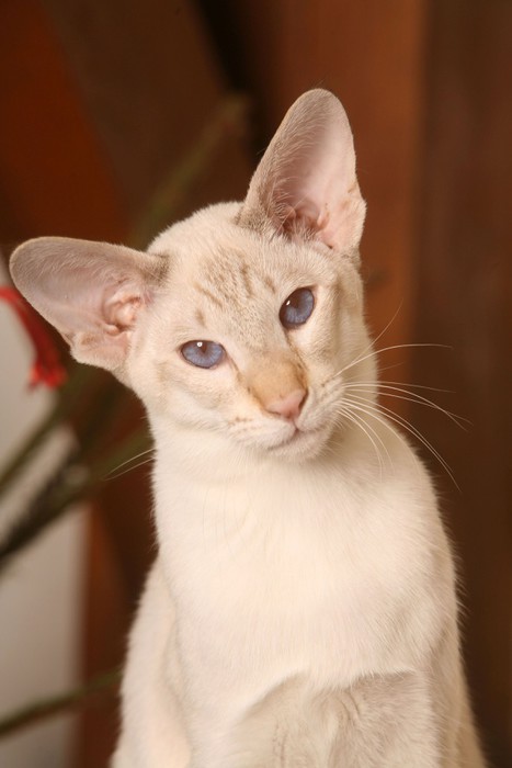 Chat Siamois Canvas Print Pixers We Live To Change