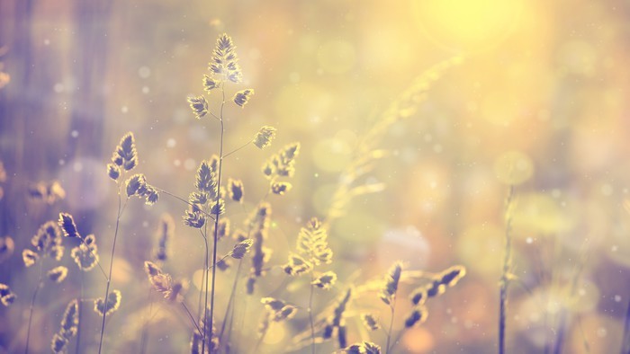 Retro blurred lawn grass at sunset with flare. Vintage purple red and yellow orange color filter effect used. Selective focus used. Wall Mural - Vinyl - Plants and Flowers