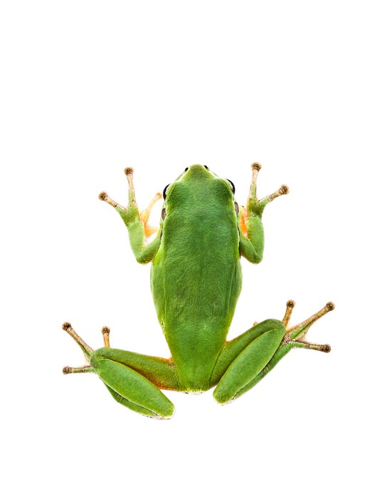 Green Tree Frog. Top view. Isolated on white background. Sticker ...