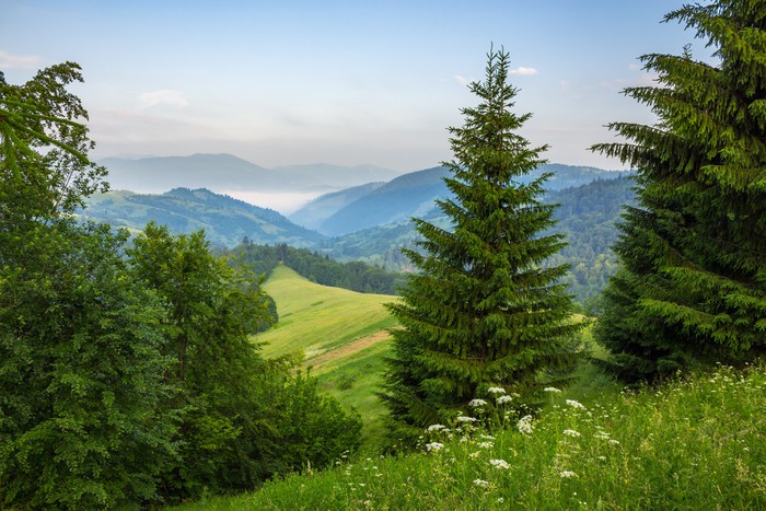 Tappeto salvapavimento Montagna Nella Foresta - Decortappeti